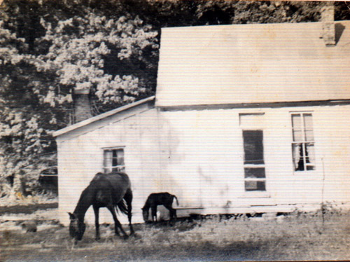 greenhousewithwhitesiding